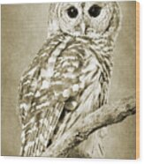Sepia Owl Wood Print