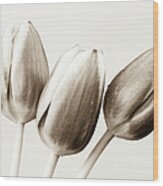 Sepia Tulips Wood Print