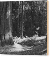 Sequoia Redwood Park Wood Print
