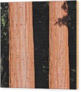 Sequoia Trunks Wood Print