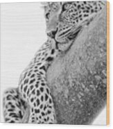 Serengeti Leopard Wood Print