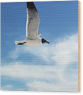 Serenity Seagull Wood Print