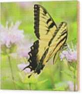 Series Of Yellow Swallowtail #4 Of 6 Wood Print