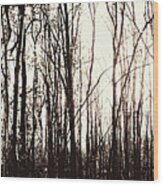 Series Silent Woods 3 Wood Print