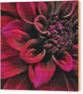 Shades Of Red - Dahlia Wood Print