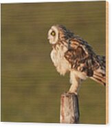 Shaking Short-eared Owl Wood Print