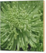 Shamrock Spider Mum Wood Print