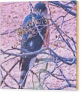 Sharp-shinned Hawk Hunting In The Desert 2 Wood Print