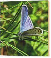 Shasta Blue Butterfly Wood Print