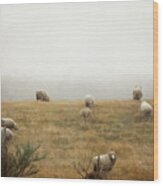 Sheep On A Foggy Morning Wood Print