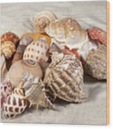 Shells And Sand Wood Print