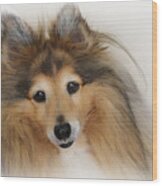 Sheltie Dog - A Sweet-natured Smart Pet Wood Print