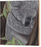 Shhh Koala Bear Sleeping Wood Print