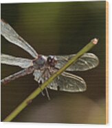 Shimmering Dragonfly Wood Print