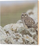 Short-eared Owl In Cotswolds Wood Print