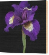 Siberian Iris Wood Print