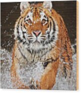 Siberian Tiger Charge 2 Wood Print