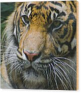 Siberian Tiger Portrait Wood Print
