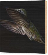 Side Lit Hummingbird Wood Print