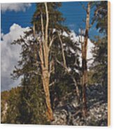 Sierra Cedar Wood Print