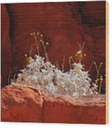 Signs Of Life - Valley Of Fire State Park Wood Print