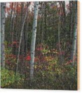 Silver Birch In Autumn Wood Print
