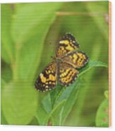 Silvery Checkerspot Butterfly Wood Print