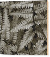 Silvery Ferns Wood Print
