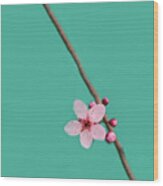Single Cherry Blossom Wood Print