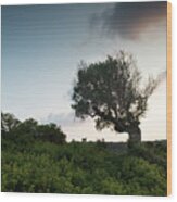 Single Lonely Olive Tree In The Field During Sunset. Wood Print