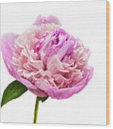 Single Peonies Wood Print