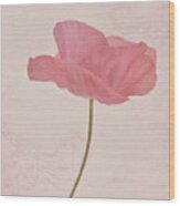 Single Pink Upright Poppy Wood Print