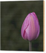 Single Tulip Wood Print