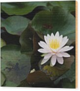 Single White Pristine Lotus Lily Wood Print