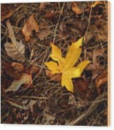 Single Yellow Leaf Wood Print