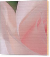 Singular Beautiful Pink Rose Wood Print