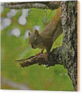 Sitka Red Squirrel-signed-#2973 Wood Print