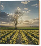 Skagit Daffodils Lone Tree Wood Print