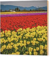 Skagit Valley Tulips Wood Print