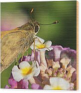 Skippers Keepers Wood Print