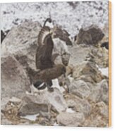 Skua Attacking Adelie Penguin Rookery Wood Print