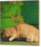 Sleeping Cat Wood Print