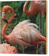 Sleeping Flamingo Wood Print