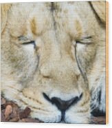 Sleeping Lion Wood Print