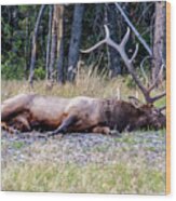 Sleepy Elk 2009 03 Wood Print