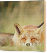 Sleepy Fox Is Sleepy Iii Wood Print