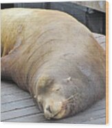 Sleepy Sea Lion Wood Print