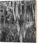 Slidell Spanish Moss Wood Print