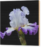Small Purple And White Iris Wood Print