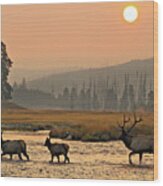 Smokey Elk Crossing Wood Print